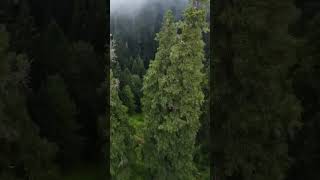 Manshi Top, Sharan Forest Pakistan.