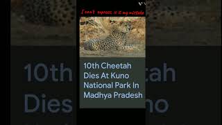 "You don't  understand  me,is it my mistake? kuno cheetah   || #shorts  #youtube  #wild life #edu