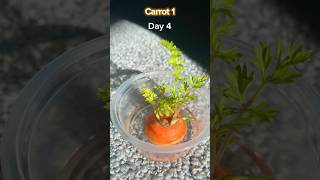 How to Grow CARROTS at Home 2024🥕🌱|Easy way to grow carrot #carrot #gardening #viral #shorts