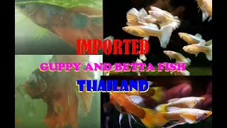 #V0094 Imported Betta and Guppy fish | Thailand #guppy #betta