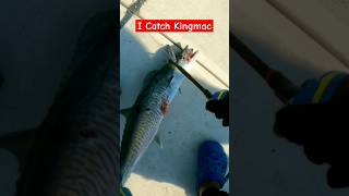 Catching Kingmac for Food #shorts #fypシ #viralshorts #trendingshorts #fishing #fish