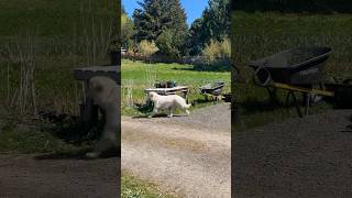 Great Pyrenees getting to work! (chasing deer) #organicfarming