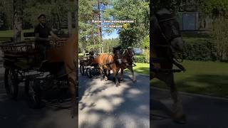 Рейнские тяжеловозы - тяжелоупряжные лошадки из Германии. Rheinisch Deutsches Kaltblut #horse