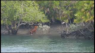 Big Boss Tiger of Sunderban