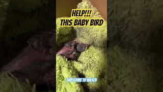 HELP abandoned baby bird!! #birds #babybirds #shorts