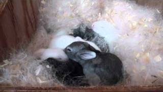 Meat Rabbit Update 4-30-11