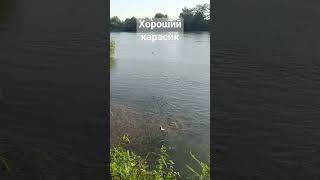 Хороший Карасик 9 июля Славянск на Кубани #рыбалка #fishing #карп #озеро #природа #carp  #карась