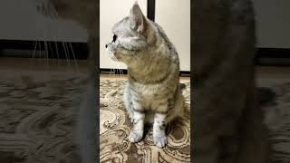 Быстро сходи купи #cat #смешныекоты #cat #смешнойкот #юмор #прикол #приколы #shorts