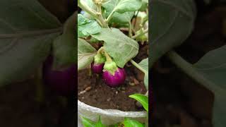 🍆Brinjal | Eggplant 🍆 plants kaise lagaae👌💯💲💧🌿Vegetables #vegetables #farmer #farming #producer #yt