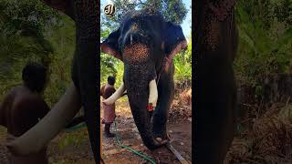 Guruvayur krishnanarayanan #guruvayoor #elephant