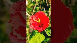 Hibiscus❤️#viral#viralvideo#viralshorts#trending#trendingshorts#shorts#india#indian#garden#gardening