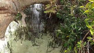 شجرة الكائن الأسطورى شجر المنجروف القلعان     the legendary creature tree , Mangrove trees Qulaan