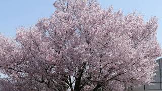 [4K Bi] Cherry blossom in Tokyo 2021