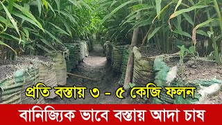 বানিজ্যিকভাবে বস্তায় আদা চাষ: বাড়ির পেছনে কীভাবে সহজে চাষ করবেন - Ginger how to Easily Grow at Home