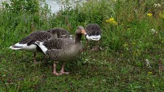 Wild life at roath park lake July 2024