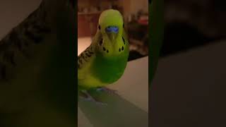 Running Budgie #shorts #budgies #cute