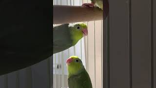 Parrotlet