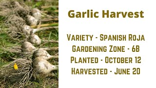 Harvesting Garlic we planted in October.