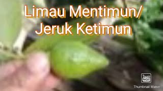 Limau mentimun | Jeruk ketimun