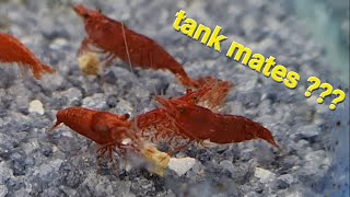 Cherry shrimp compatible tank mates - what fish can you have with Neocaridina dwarf shrimp