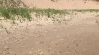 Piping plover