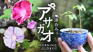 アサガオを湯吞みで育ててみた【Bonsai diary 盆栽日記 10/2】初心者の簡単盆栽、園芸の作り方 育て方 朝顔 あさがお 夏休み 自由研究 morning glory EOS R5