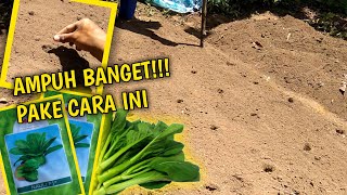 CARA MENANAM SAWI DENGAN METODE TUGAL - #kangagro