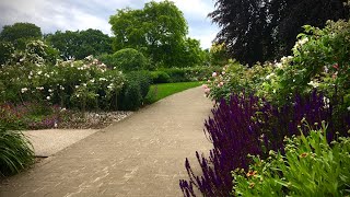 Сад роз в Визли (RHS Wisley Gardens) | идеи для сада