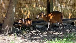 Tiny Antelope Born at Zoo