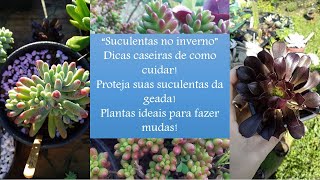 SUCULENTAS: Dicas de inverno !! (e chuva de granizo na coleção )