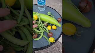 August 26, 2023 Harvest Basket #gardening #harvest