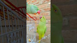 #new।#parrot ।#viral ।#trending ।#youtubeshorts ।#video ।#nature ।#parrots ।#shorts ।#subscribe ।#3m