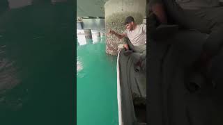 سید ماهی بزرگ به به #fishing #ماهیگیری