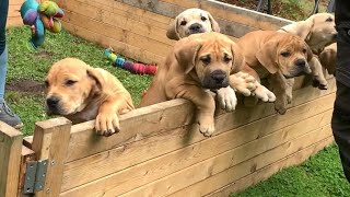 Arriving at Royal Highness Boerboel’s #shortvideo #trending #puppy #boerboel