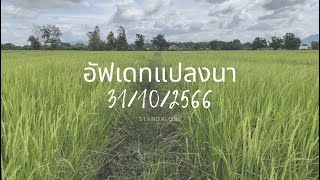 อัฟเดทแปลงนา 10 ไร่ วันที่ 31 ตุลาคม 2566