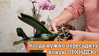 Когда ПЕРЕСАДИТЬ новую ОРХИДЕЮ?