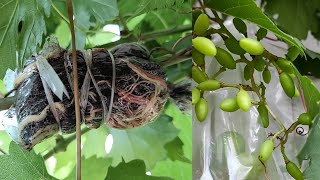 Cara sederhana mencangkok pohon anggur agar cepat berbuah