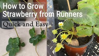 Easy Way to Grow New Strawberry Plants from Runners🍓 | Toward Garden