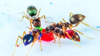 Alien Ants: Coloring Insects Time-lapse