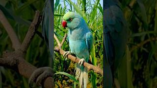 Blue parrot cheepin #parrot #birds #cute #parrottalking