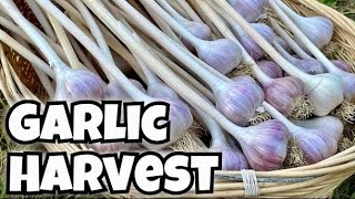 How to Harvest and Cure Garlic