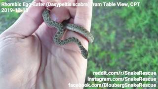 Rhombic Egg-Eater (Dasypeltis scabra) from Table View, Cape Town