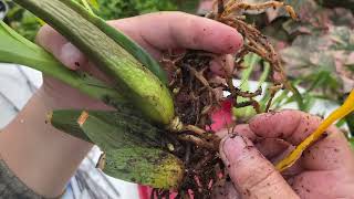 Oncidium Day... Rainy Day... Oncidium Care