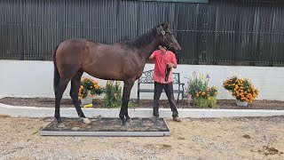 August weigh day of layups, yearlings and training horses at Merryland.