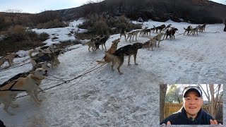 Dog Sledding with Bear Ridge Adventures in Park City Utah