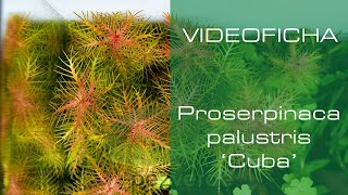 Proserpinaca palustris 'Cuba' - Videoficha - Un toque diferente con sus hojas aserradas - PezVerde