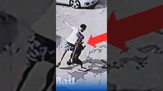 Dog attacks: Ban on American bullies XL #shorts  #viral