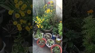 my beautiful small garden 🌹💐🌹