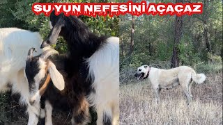 KANGAL SU DİŞİ VE OĞLAKLARI YAYLIMA ÇIKARDIM  SU NEFES NEFESE KALDI