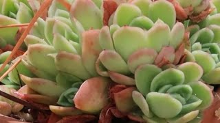 #Echeveria #Agavoides from #SouthKorea is So Prolofic!